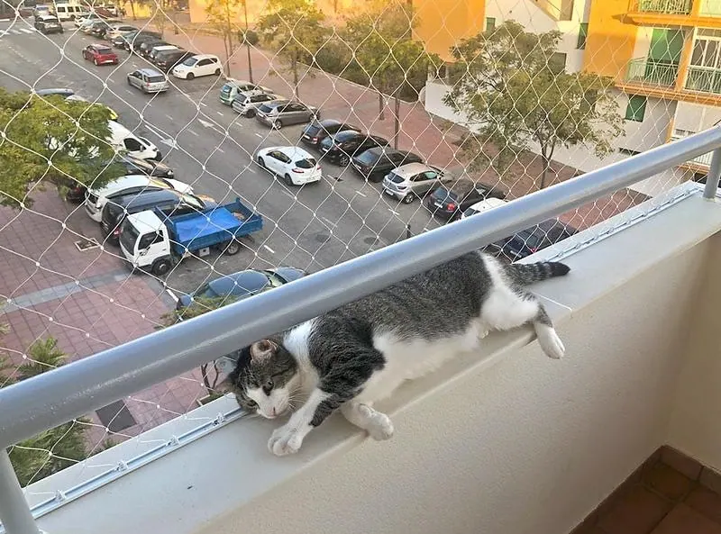 Gato asomado a la ventana de un apartamento en altura, con la red puesta