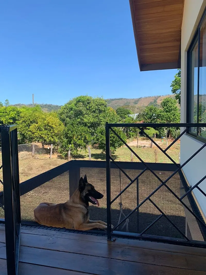Perro echado junto a la red de descanso, en el balcón de una casa
